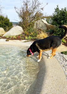 Bio.design-Pool mit Hund am Rand der aus dem Pool trinkt