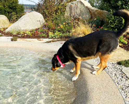 Bio.design-Pool mit Hund am Rand der aus dem Pool trinkt