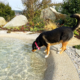 Bio.design-Pool mit Hund am Rand der aus dem Pool trinkt