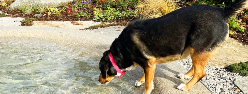 Bio.design-Pool mit Hund am Rand der aus dem Pool trinkt